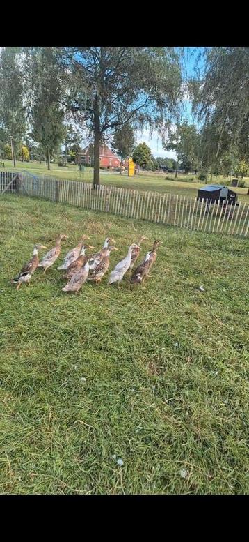 Indische loopeenden beschikbaar voor biedingen