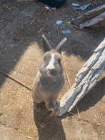 Konijn rammetje, Dieren en Toebehoren, Mannelijk