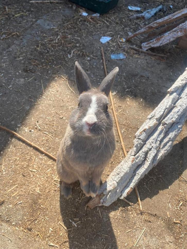 Konijn rammetje, Dieren en Toebehoren, Konijnen, Mannelijk
