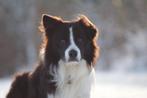 Dekreu Border Collie ter dekking aangeboden, Dieren en Toebehoren, Honden | Dekreuen, Rabiës (hondsdolheid), Particulier, 6 jaar of ouder