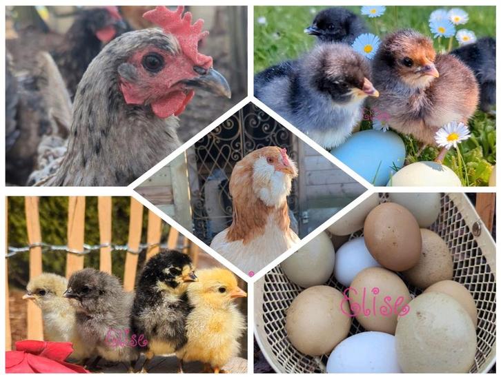 Broedeieren olijflegger kleurlegger groenlegger kippen, Dieren en Toebehoren, Pluimvee, Kip