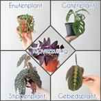 Stekjesbox met 5 soorten kamerplanten stekjes 🌿🌿🌿🌿🌿, Ophalen of Verzenden