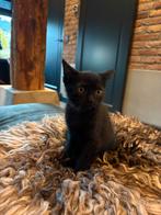 Kitten, Dieren en Toebehoren, Poes