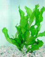 Fonteinkruid, Hoornblad, vederkruid, waterpest waterplanten, Dieren en Toebehoren, Vissen | Aquaria en Toebehoren, Ophalen, Nieuw