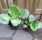 Schoenlappersplant, Tuin en Terras, Volle zon, Vaste plant, Zomer, Ophalen