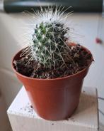 cactus, Huis en Inrichting, Ophalen, Cactus, Volle zon, Minder dan 100 cm