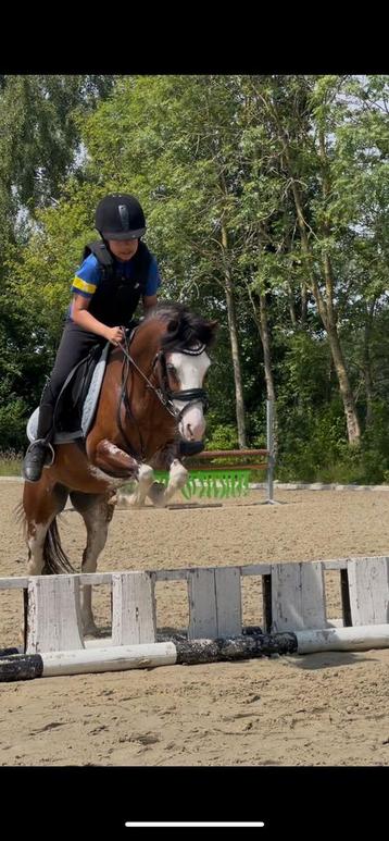 Super knappe kinder en sportponys beschikbaar voor biedingen