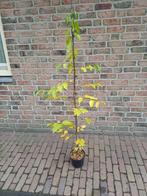 Hopbeuk, Volle zon, Vaste plant, Zomer, Ophalen