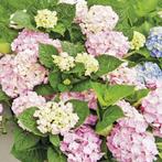 Witte en rose Hortensia. 3 grote planten., Tuin en Terras, Planten | Tuinplanten, Overige soorten, Vaste plant, Ophalen of Verzenden