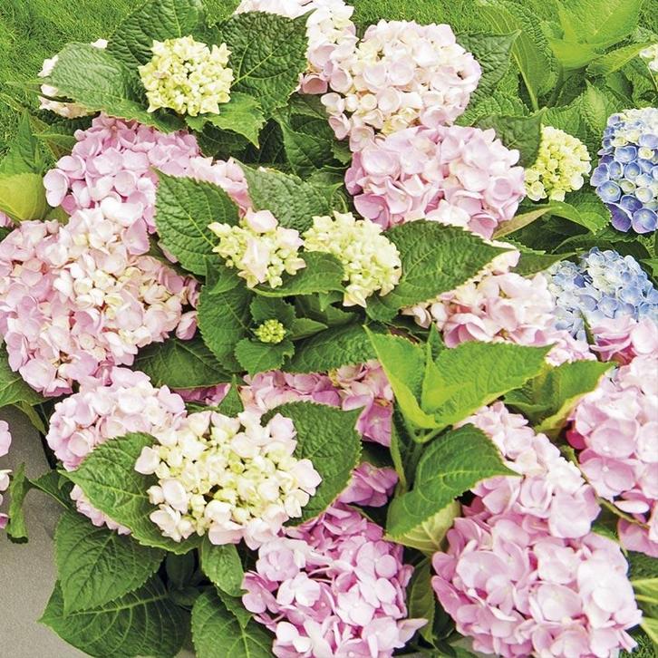 Witte en rose Hortensia. 3 grote planten., Tuin en Terras, Planten | Tuinplanten, Vaste plant, Overige soorten, Halfschaduw, Zomer