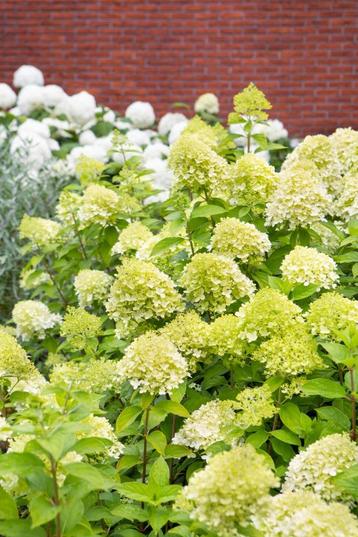 Hydrangea paniculata 'Limelight' pluimhortensia beschikbaar voor biedingen