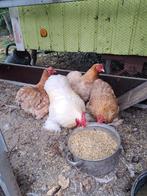 Cochin kriel, Meerdere dieren, Kip