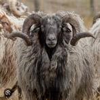 GEZOCHT!! Drents heideschaap ram., Dieren en Toebehoren, Schapen, Geiten en Varkens, Mannelijk, Schaap