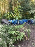 Tamme kastanje, Tuin en Terras, Planten | Bomen, Ophalen, Volle zon, Overige soorten, 100 tot 250 cm