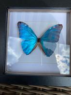 vlinder Morpho Adonis, Ophalen of Verzenden, Nieuw, Insect, Opgezet dier
