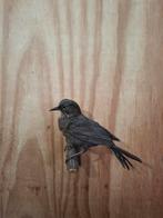 Opgezette merel   taxidermie, Ophalen of Verzenden, Vogel, Opgezet dier