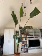 Paradijsvogelplant, Huis en Inrichting, Kamerplanten, Halfschaduw, 200 cm of meer, Ophalen
