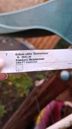 Berkenboom Betula Utilis Berk, Tuin en Terras, Planten | Bomen, Ophalen, In pot, Overige soorten, 250 tot 400 cm