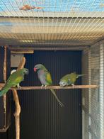 Derbyan parkiet, Mannelijk, Parkiet