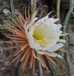 epiphyllum cactus grandi flores gewortelde stekken, Minder dan 100 cm, Bloeiende kamerplant, Halfschaduw, Ophalen of Verzenden