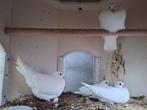 Jonge witte postduiven, Dieren en Toebehoren, Meerdere dieren, Postduif