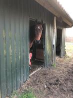 24/7 buitenplek aangeboden, Dieren en Toebehoren, Stalling en Weidegang, 1 paard of pony