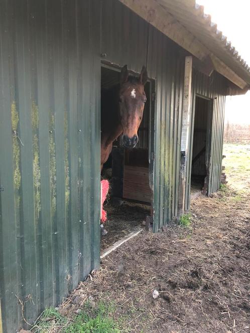 24/7 buitenplek aangeboden, Dieren en Toebehoren, Stalling en Weidegang, 1 paard of pony