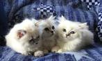 Prachtige Ragdoll kittens, Meerdere dieren, Ontwormd, 0 tot 2 jaar