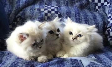 Prachtige Ragdoll kittens beschikbaar voor biedingen
