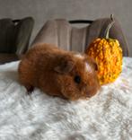 Te koop prachtige borstel en us-teddy cavia’s, Dieren en Toebehoren, Knaagdieren, Oktober, Mannelijk, Cavia