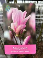 Magnolia, Ophalen of Verzenden, Overige soorten, Struik, 100 tot 250 cm