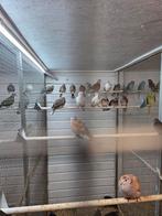 4 koppel senegal duifjes, Dieren en Toebehoren, Meerdere dieren, Overige soorten