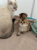 Britsekorthaar kittens 100%, Ontwormd