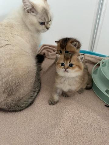 Britsekorthaar kittens 100% beschikbaar voor biedingen