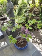 Bonsai Acer Platanoides, Tuin en Terras, Planten | Bomen, Ophalen of Verzenden, Bloeit niet, Overige soorten, Minder dan 100 cm