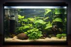 Prachtig Jewel aquarium (30x60x40 of wel 70L) incl vissen, Ophalen, Zo goed als nieuw, Gevuld zoetwateraquarium