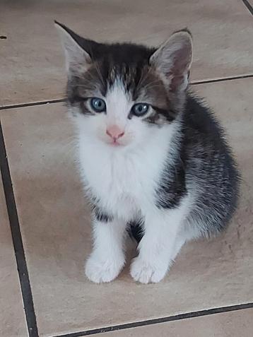 7 super schattige kittens  beschikbaar voor biedingen