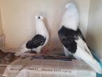 Duitse Meeuwtjes., Meerdere dieren, Overige soorten