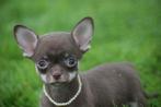 Chihuahua pups mooie keuze kort en langharige, Dieren en Toebehoren, Honden | Chihuahua's en Gezelschapshonden, Rabiës (hondsdolheid)