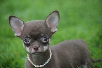 Chihuahua pups mooie keuze kort en langharige beschikbaar voor biedingen