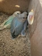 Mooie baby dwergpapegaaien, Dieren en Toebehoren, Vogels | Parkieten en Papegaaien, Geslacht onbekend, Dwergpapegaai of Agapornis