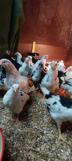 Jonge leghennen te koop!, Dieren en Toebehoren, Pluimvee, Vrouwelijk, Kip