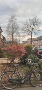 Damesfiets gazelle, Tuin en Terras, Planten | Bomen, Ophalen of Verzenden, Overige soorten