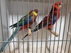 Koppel stanley rosella, Meerdere dieren, Parkiet, Geringd