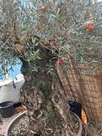 Olea Europeana Bonsai – 100+ jaar oud!, Ophalen, Overige soorten, Halfschaduw
