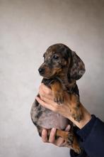 Dwerg Teckel, miniatuurteckel Zwergdackel, Parvo, Fokker | Hobbymatig, 8 tot 15 weken, Dwerg