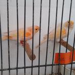 Kanaries, Dieren en Toebehoren, Meerdere dieren, Kleurkanarie