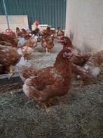 Jonge Bruine legkippen, Dieren en Toebehoren, Pluimvee, Vrouwelijk, Kip