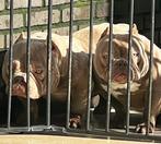 Micro American Bully hoogwaardige kwaliteit, Particulier, Rabiës (hondsdolheid), Overige rassen, 1 tot 2 jaar