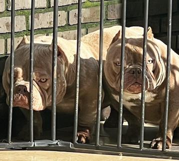 Micro American Bully hoogwaardige kwaliteit beschikbaar voor biedingen